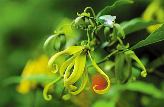 香精知識(11)—依蘭依蘭香精