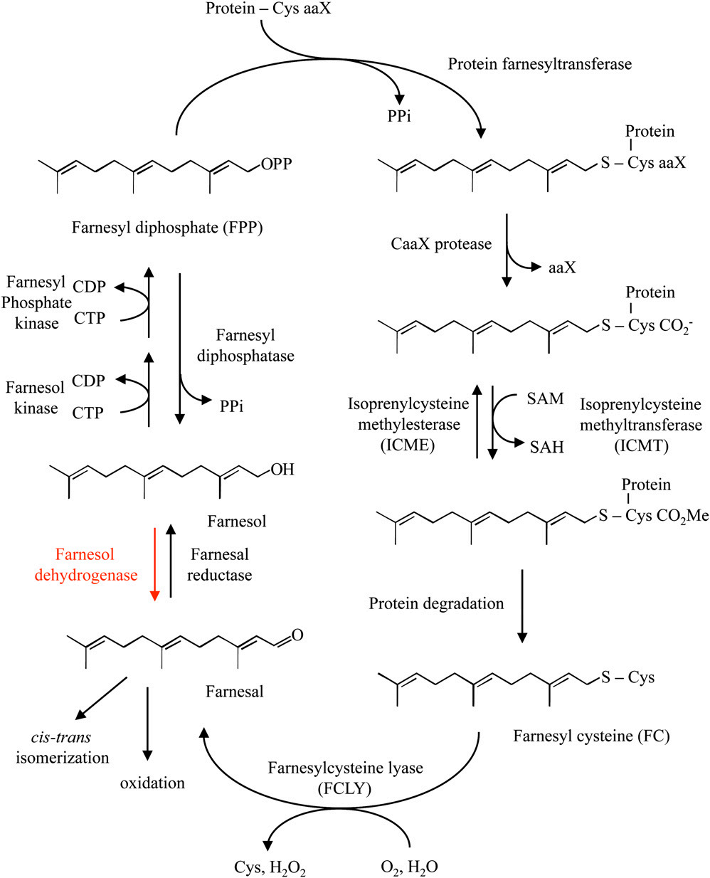 香精與香料(45)—金合歡醛、醇與金合歡油