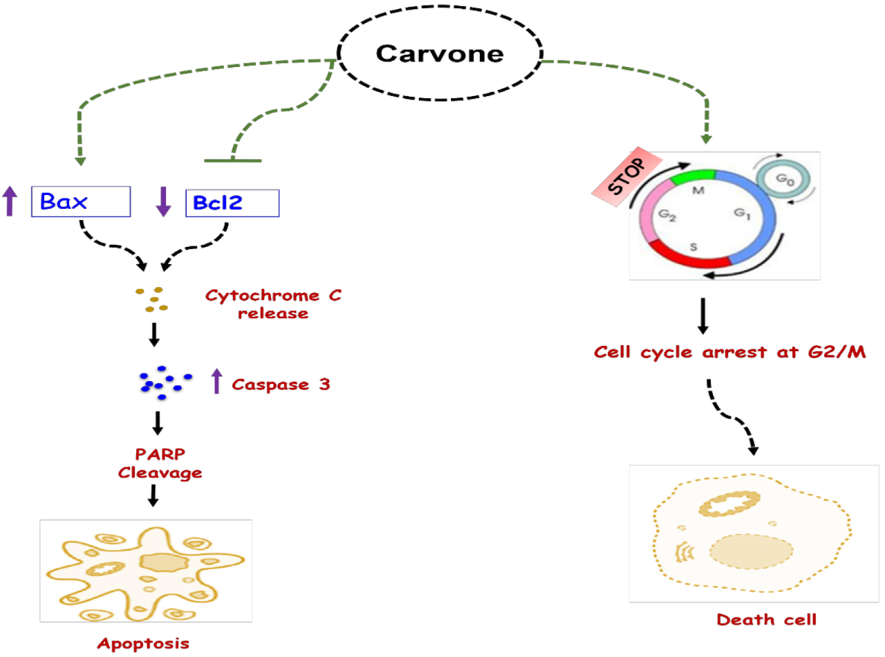 香精與香料(47)—香芹酮與葛縷子、留蘭香、蒔蘿