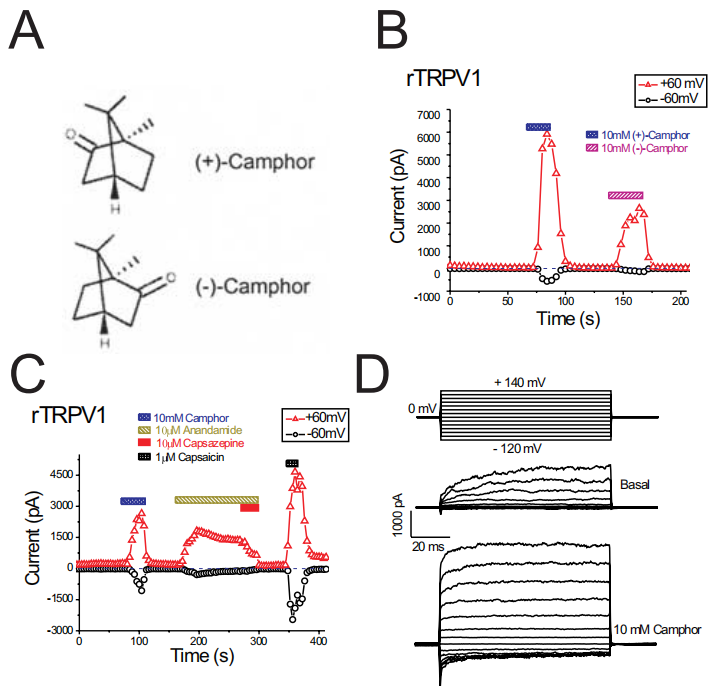 香精與香料(49)—樟腦(莰酮、龍腦酮)