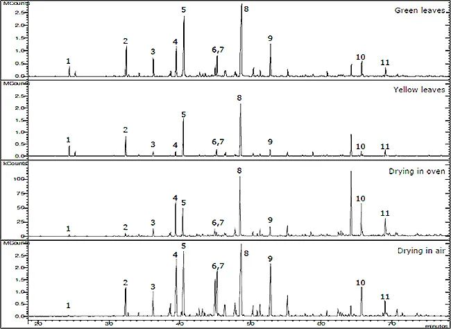 香水的香氣從何而來？