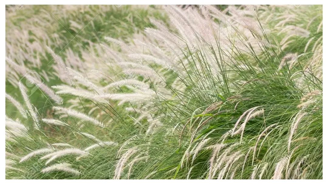 香精與香料(113)—白茅香