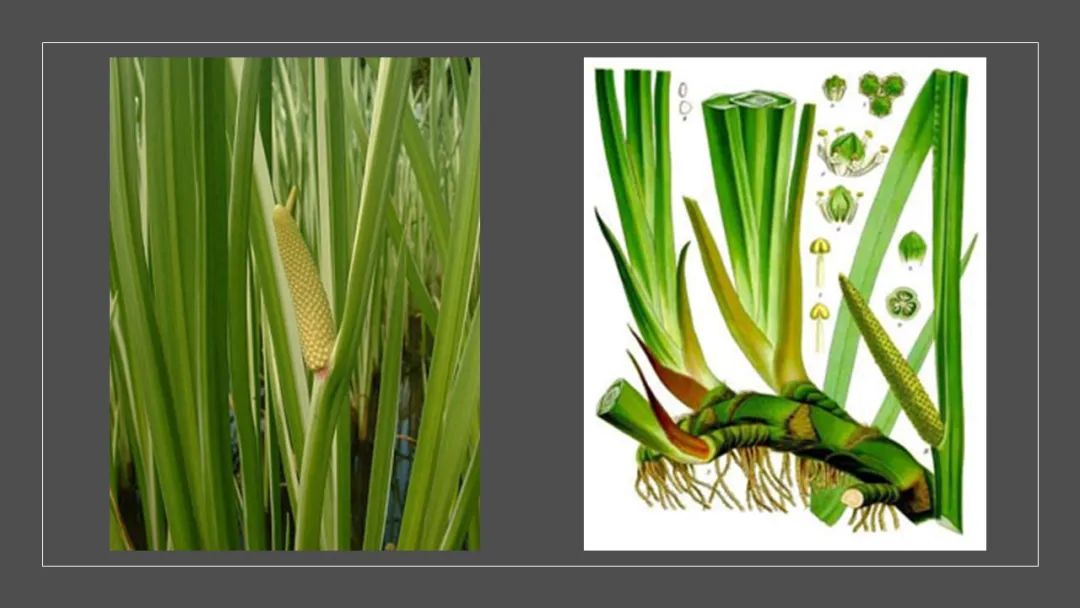 香精與香料(122)—菖蒲