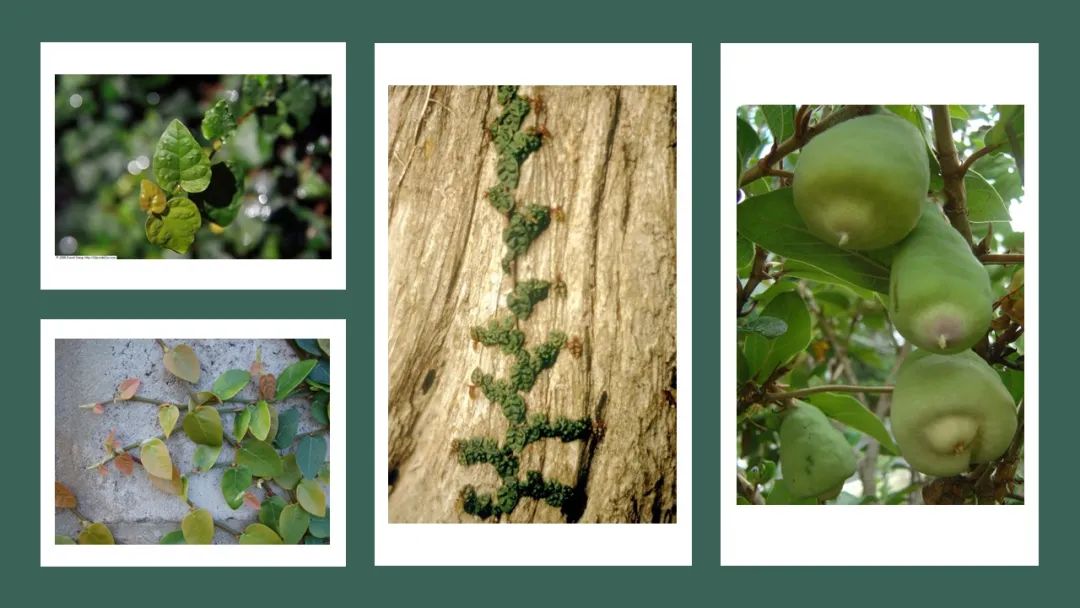 香精與香料(123)—薜荔