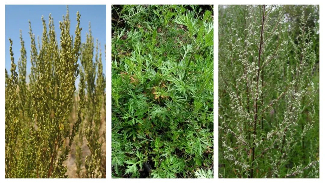 香精與香料(141)—蛔蒿 香精與香料(141)—蛔蒿