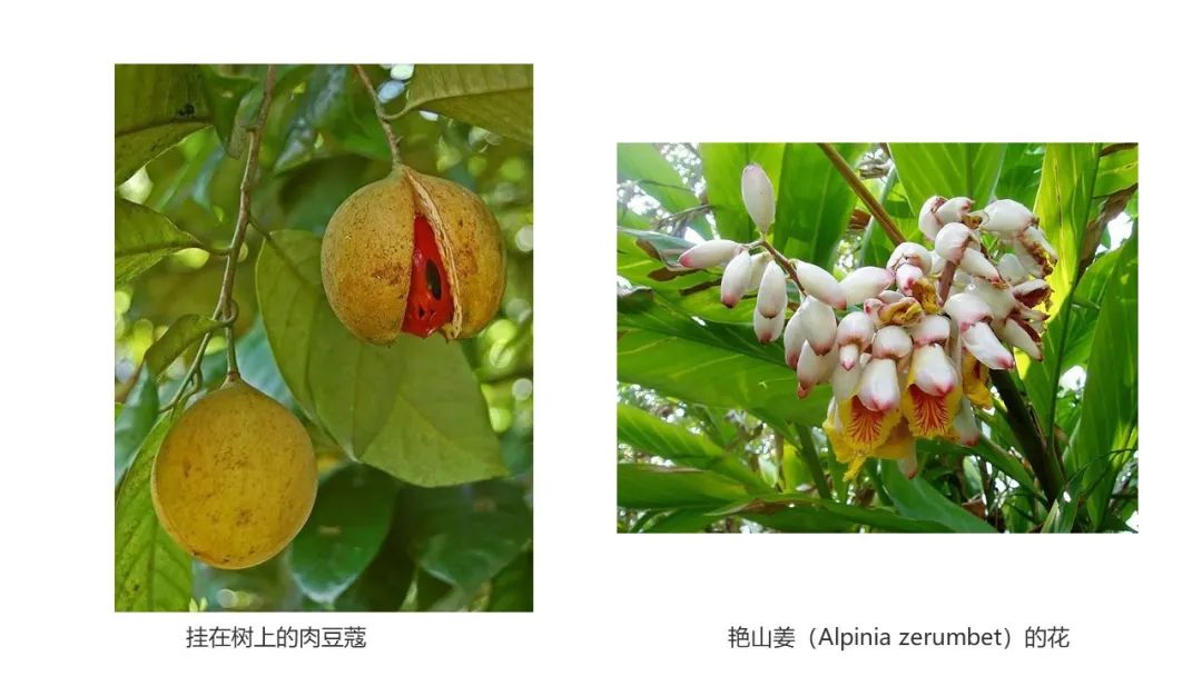 香精與香料(152)—豆蔻 香精與香料(152)—豆蔻