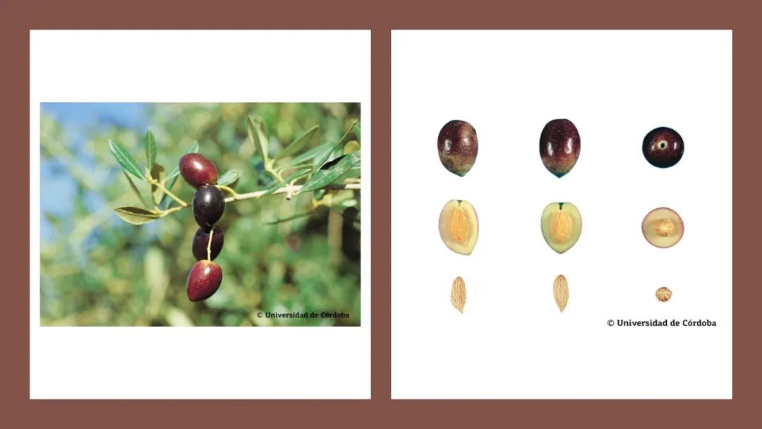 香精與香料(160)—橄欖 香精與香料(160)—橄欖