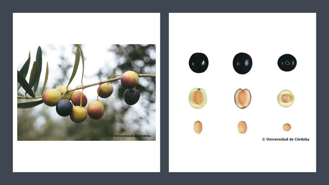 香精與香料(160)—橄欖 香精與香料(160)—橄欖