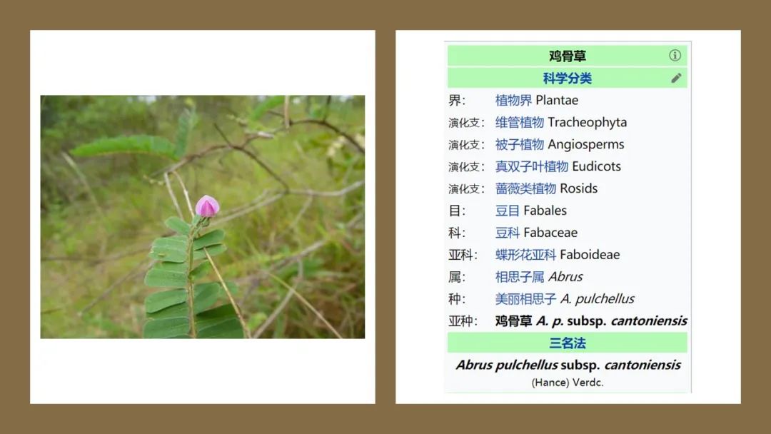 香精與香料(178)—雞骨草 香精與香料(178)—雞骨草