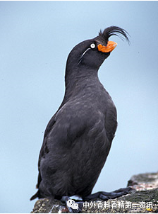 柑橘類香原料最新進展 柑橘類香原料最新進展