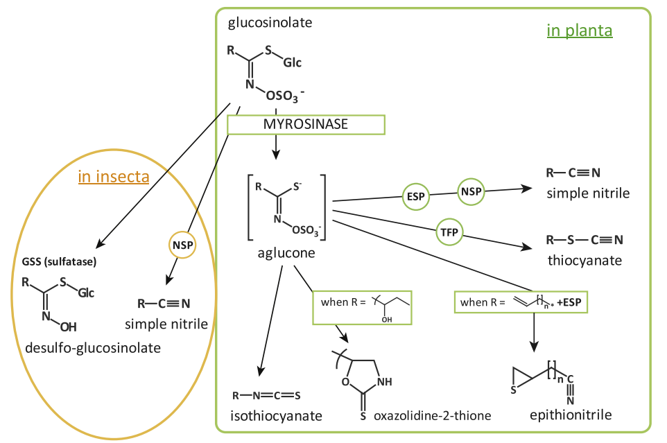 調(diào)香筆記(5)——硫化物在蔬菜和蘑菇香氣中的作用 調(diào)香筆記(5)——硫化物在蔬菜和蘑菇香氣中的作用