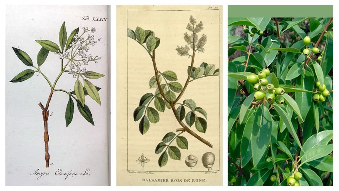 調(diào)香筆記(8)——50種常見的香水成分:氣味和起源 調(diào)香筆記(8)——50種常見的香水成分:氣味和起源