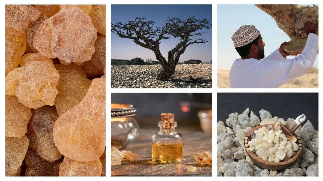 調(diào)香筆記(8)——50種常見的香水成分:氣味和起源 調(diào)香筆記(8)——50種常見的香水成分:氣味和起源