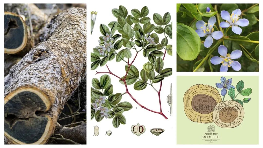 調(diào)香筆記(8)——50種常見的香水成分:氣味和起源 調(diào)香筆記(8)——50種常見的香水成分:氣味和起源