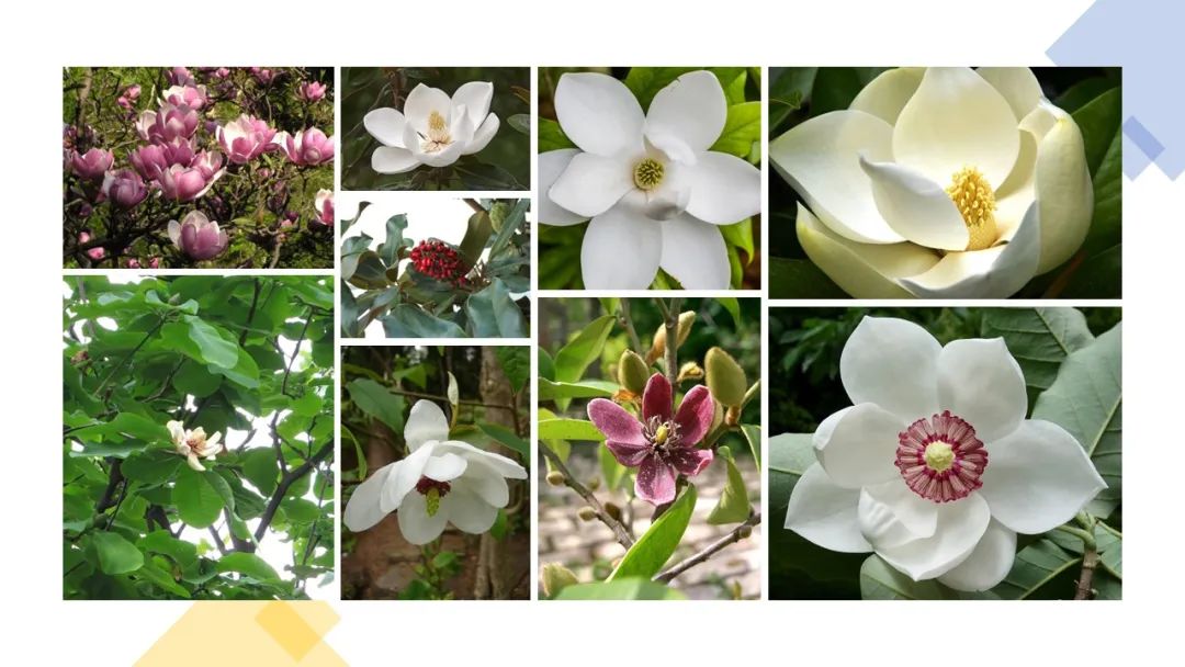 調(diào)香筆記(8)——50種常見的香水成分:氣味和起源 調(diào)香筆記(8)——50種常見的香水成分:氣味和起源