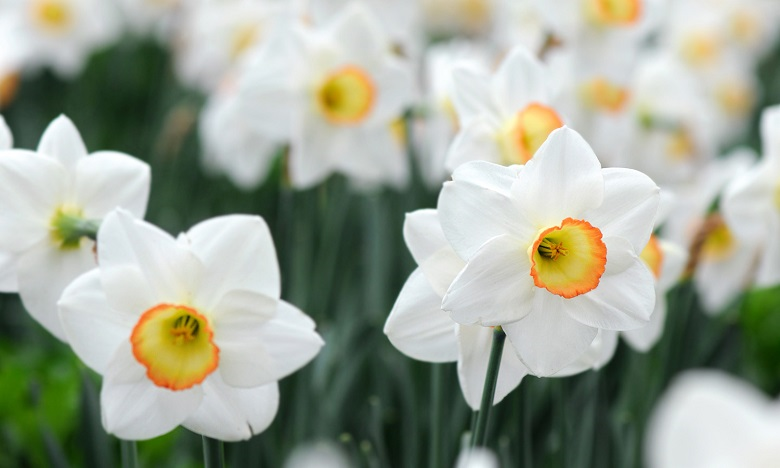 調(diào)香筆記(8)——50種常見的香水成分:氣味和起源 調(diào)香筆記(8)——50種常見的香水成分:氣味和起源