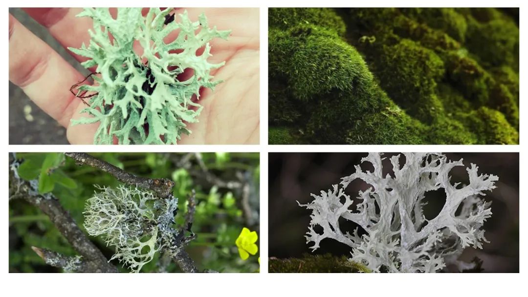 調(diào)香筆記(8)——50種常見的香水成分:氣味和起源 調(diào)香筆記(8)——50種常見的香水成分:氣味和起源