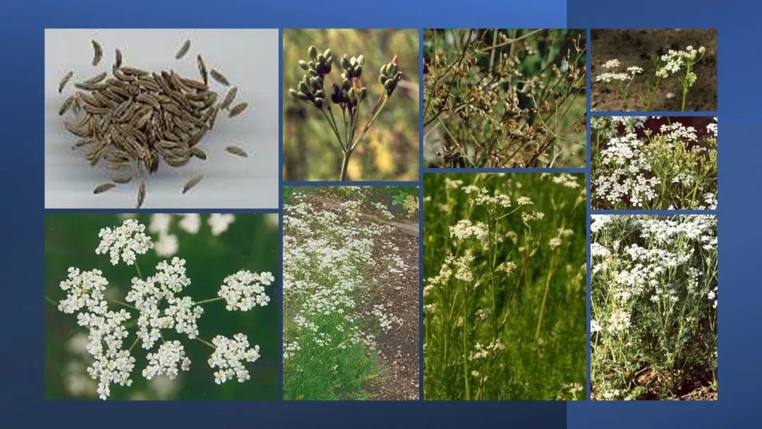 世界地理香料索引 (1)World Geographic Spice Index(1) 世界地理香料索引 (1)World Geographic Spice Index(1)