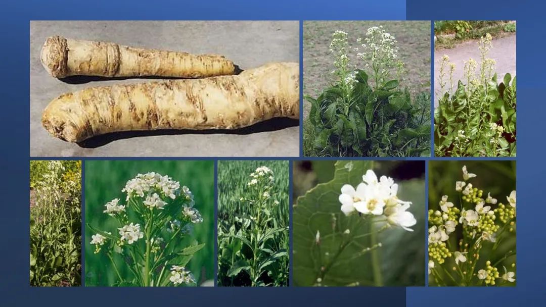 世界地理香料索引 (1)World Geographic Spice Index(1) 世界地理香料索引 (1)World Geographic Spice Index(1)