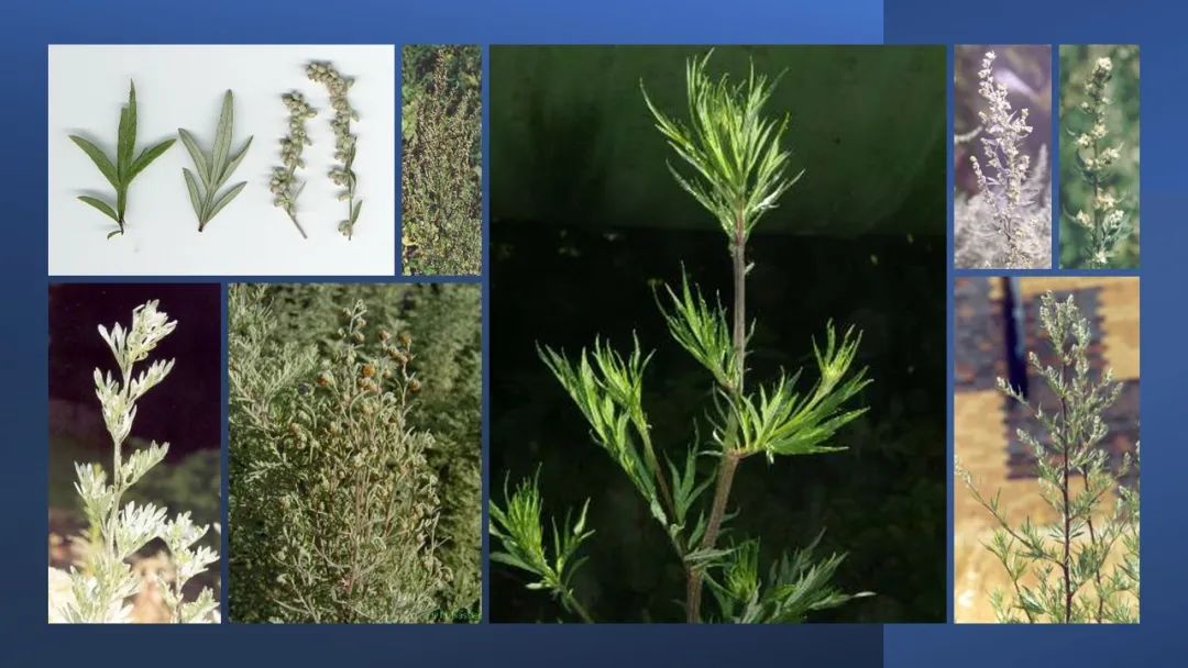 世界地理香料索引 (1)World Geographic Spice Index(1) 世界地理香料索引 (1)World Geographic Spice Index(1)