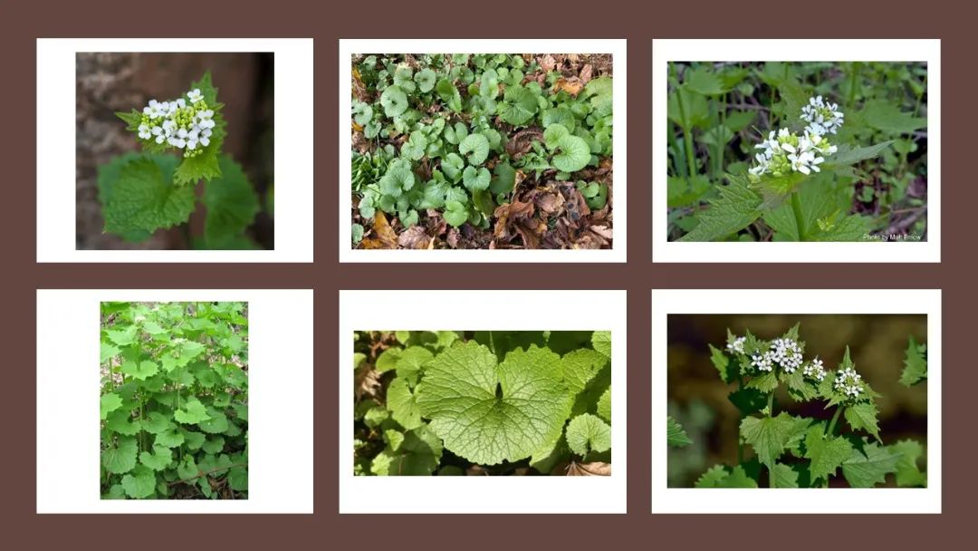 世界地理香料索引 (1)World Geographic Spice Index(1) 世界地理香料索引 (1)World Geographic Spice Index(1)