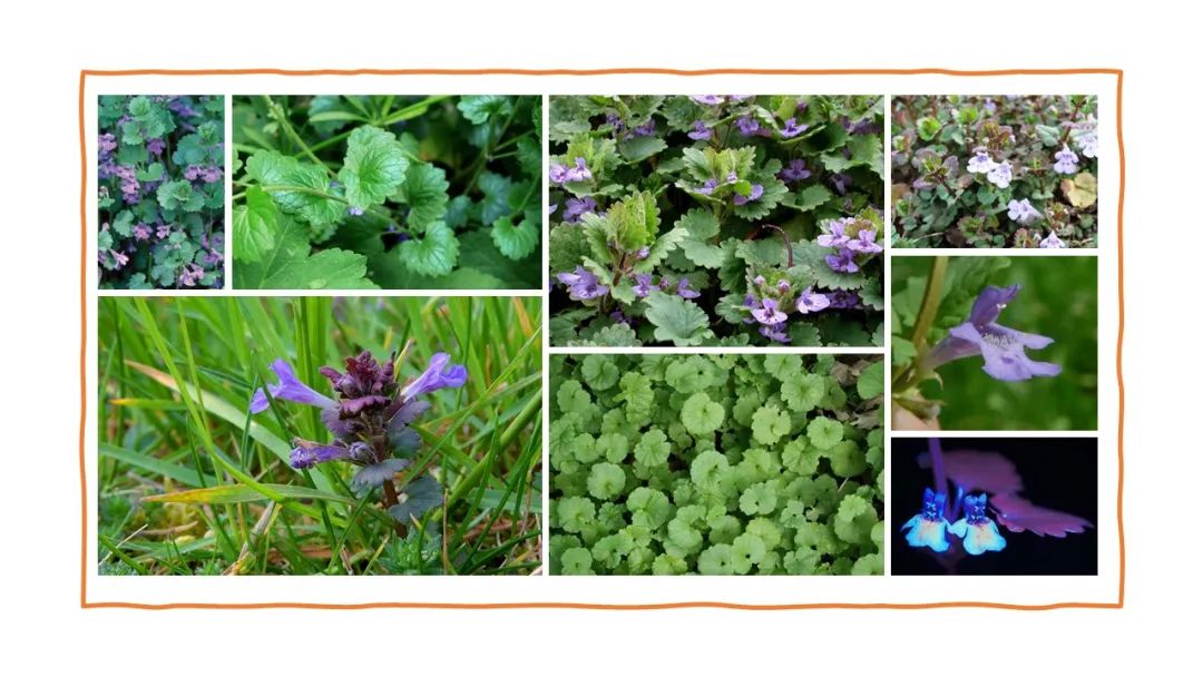 世界地理香料索引 (1)World Geographic Spice Index(1) 世界地理香料索引 (1)World Geographic Spice Index(1)