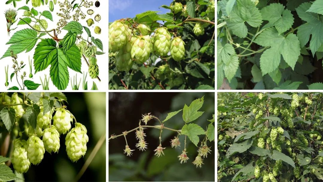 世界地理香料索引 (1)World Geographic Spice Index(1) 世界地理香料索引 (1)World Geographic Spice Index(1)