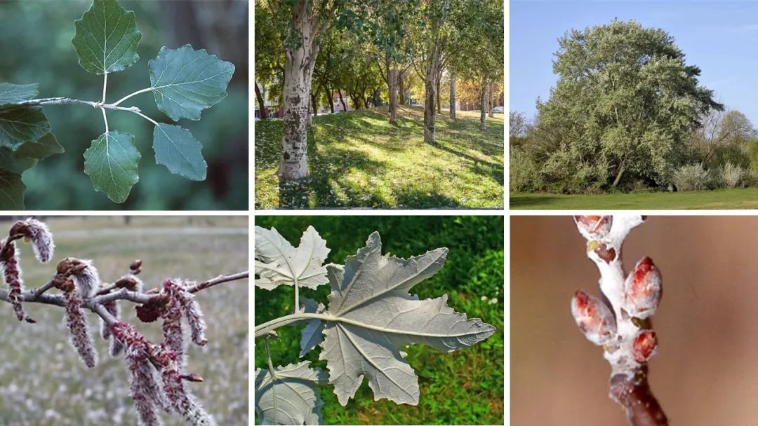 世界地理香料索引 (1)World Geographic Spice Index(1) 世界地理香料索引 (1)World Geographic Spice Index(1)