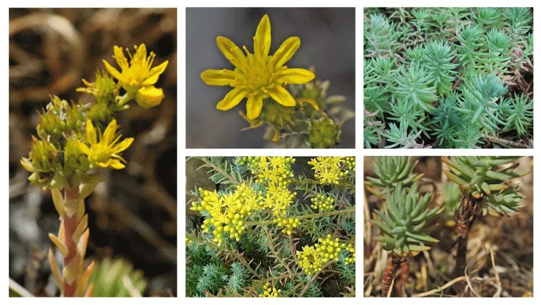 世界地理香料索引 (1)World Geographic Spice Index(1) 世界地理香料索引 (1)World Geographic Spice Index(1)