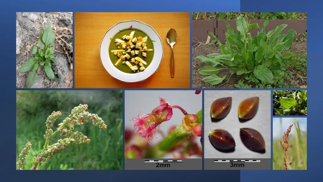 世界地理香料索引 (1)World Geographic Spice Index(1) 世界地理香料索引 (1)World Geographic Spice Index(1)