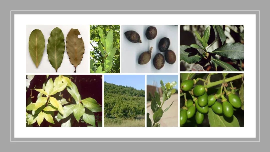 世界地理香料索引(3)——Geographic Spice Index(3) 世界地理香料索引(3)——Geographic Spice Index(3)