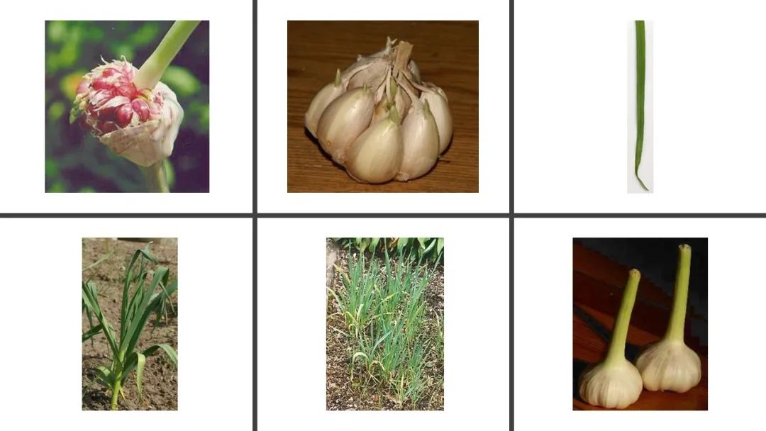 世界地理香料索引(3)——Geographic Spice Index(3) 世界地理香料索引(3)——Geographic Spice Index(3)