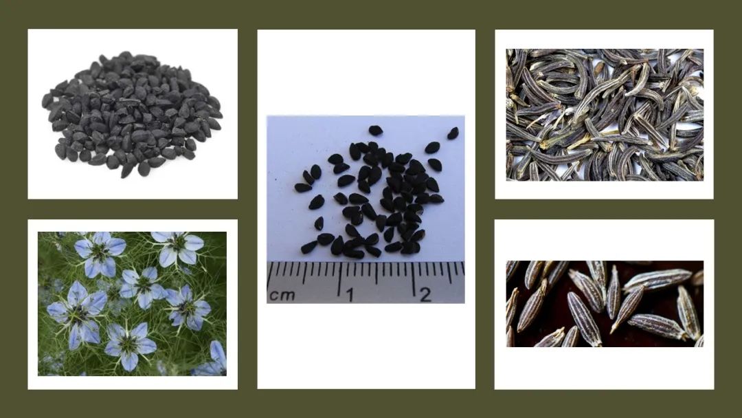 世界地理香料索引(4)—World Geographic Spice Index (4) 世界地理香料索引(4)—World Geographic Spice Index (4)