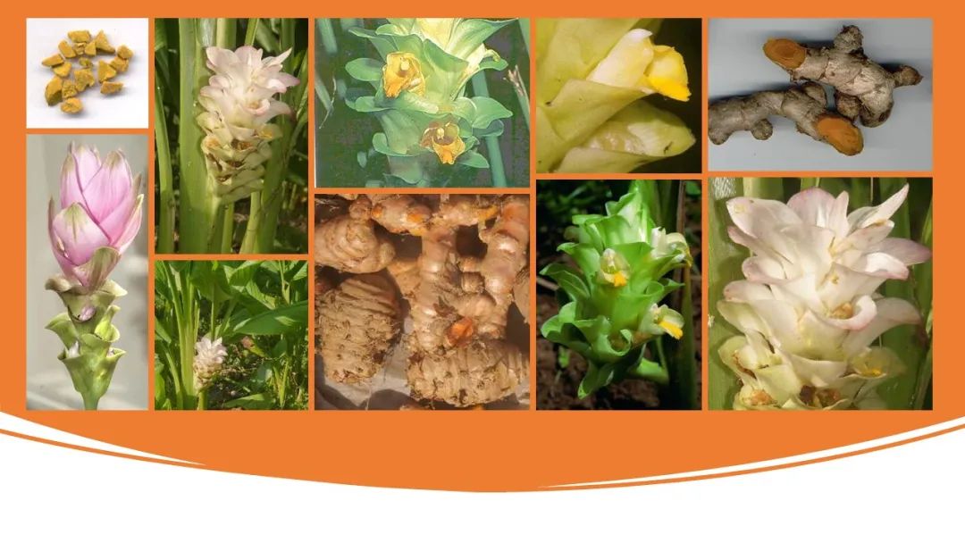 世界地理香料索引(4)—World Geographic Spice Index (4) 世界地理香料索引(4)—World Geographic Spice Index (4)