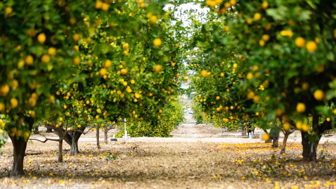 虛擬現(xiàn)實(shí)商業(yè)-奇華頓虛擬口味旅行?柑橘-把風(fēng)味創(chuàng)造到下一個水平 虛擬現(xiàn)實(shí)商業(yè)-奇華頓虛擬口味旅行?柑橘-把風(fēng)味創(chuàng)造到下一個水平