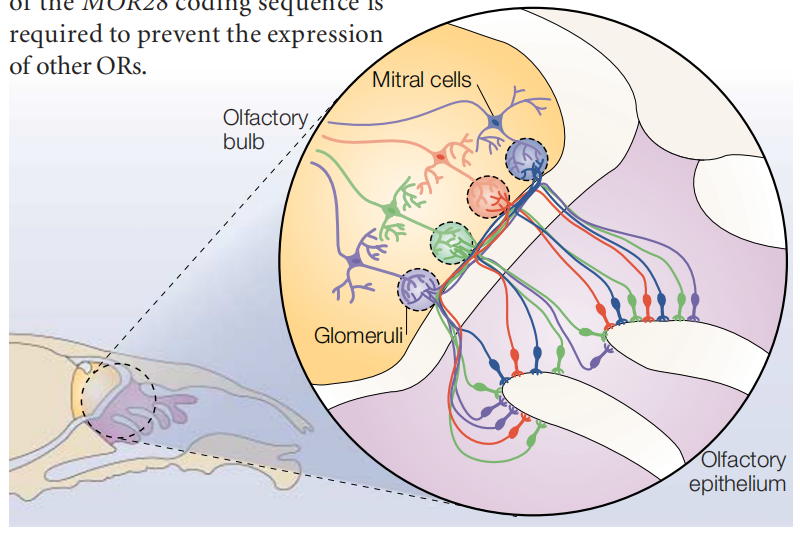 人工智能預(yù)測(cè)人類聞到的化學(xué)物質(zhì)是什么氣味 人工智能預(yù)測(cè)人類聞到的化學(xué)物質(zhì)是什么氣味