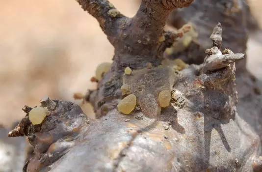 乳香的前世今生 乳香的前世今生