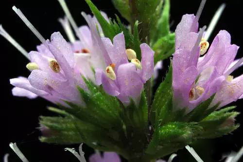 薄荷屬，你了解多少？