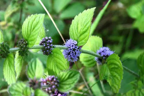 薄荷屬，你了解多少？