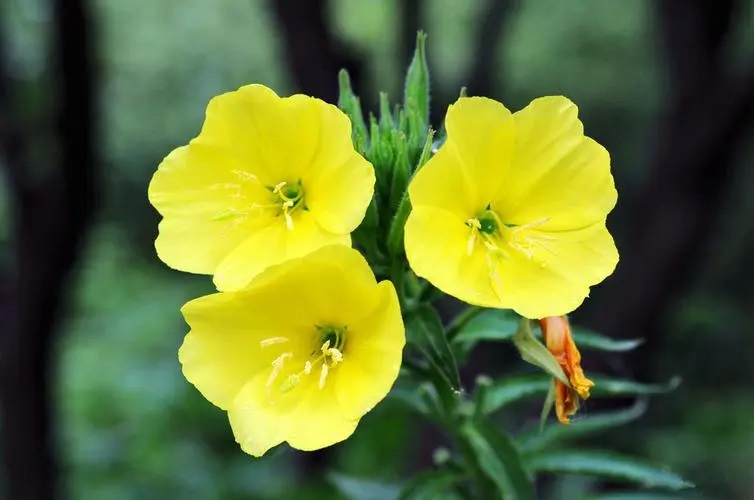 幾種常見(jiàn)的花香香精 幾種常見(jiàn)的花香香精