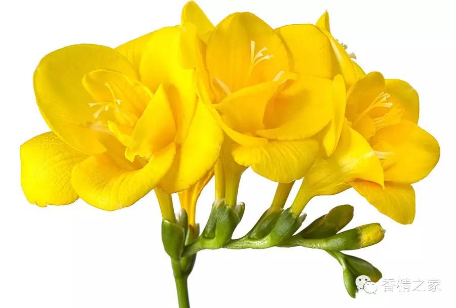 小蒼蘭:鮮花初長成 小蒼蘭:鮮花初長成