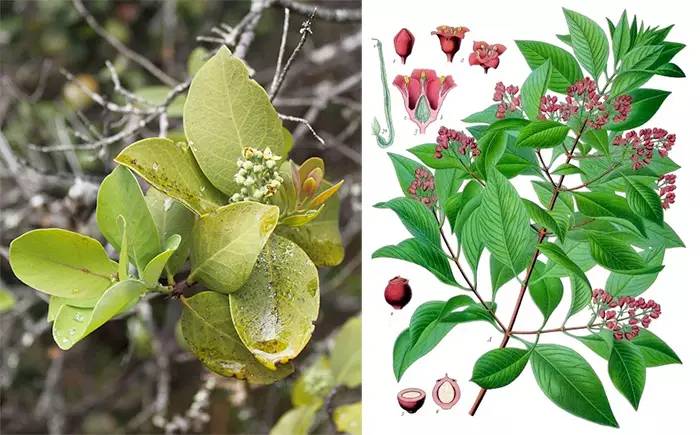 通往檀木芳香的化工合成之旅 通往檀木芳香的化工合成之旅