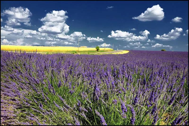 你不知道的香水隱密傳說 你不知道的香水隱密傳說