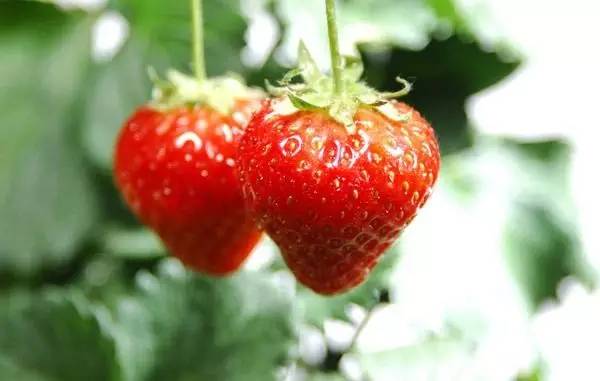 調(diào)香中常見水果的香料成分 調(diào)香中常見水果的香料成分