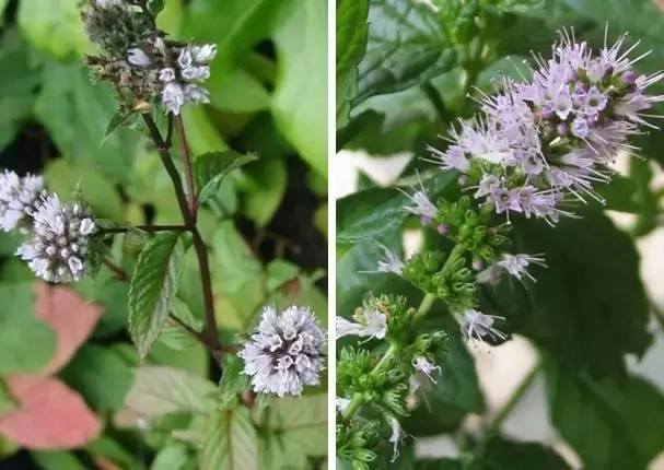 大熱天的，正是聊薄荷的時(shí)候