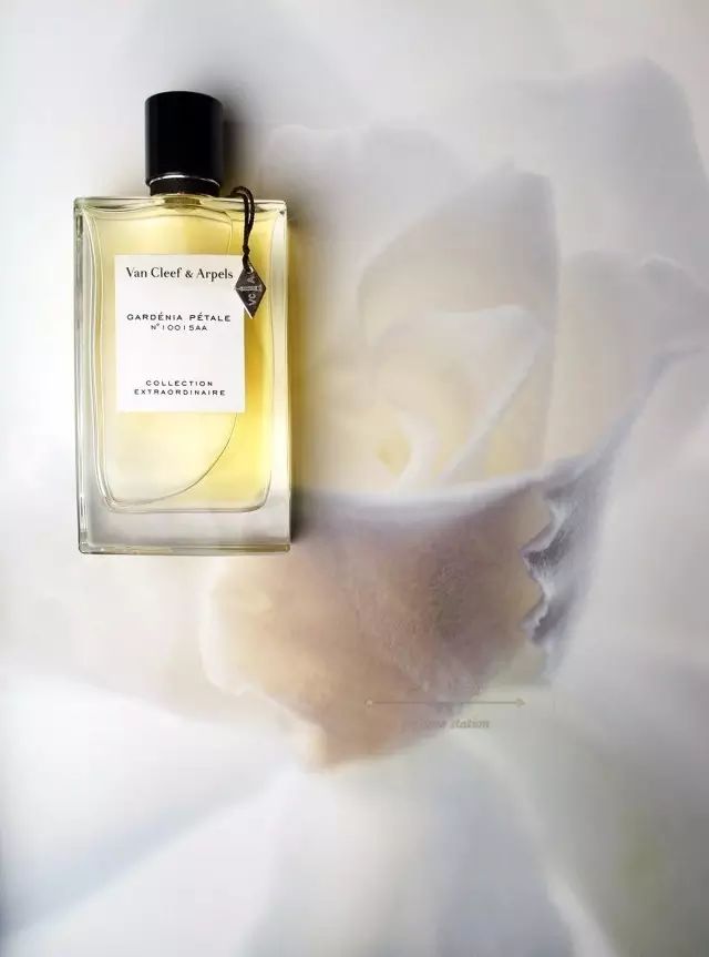 梔子花|4月過半，純白季即將來襲，請你穿上“梔子花”入夢！