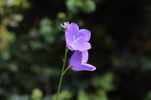 藍風(fēng)鈴香精