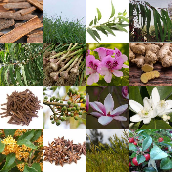 我國16種天然香料供需動(dòng)態(tài)